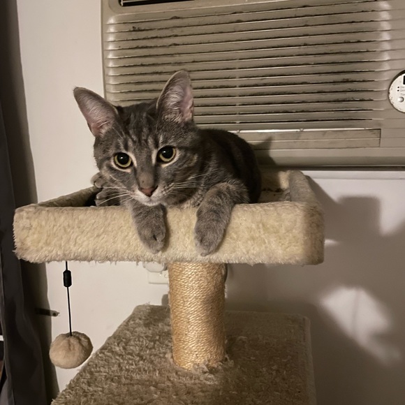 Meet your Posher, Katie-jane - Picture 4 of 7